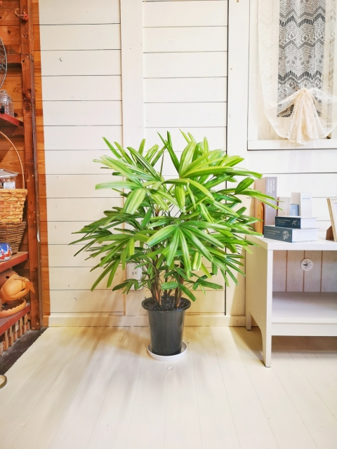 しっかりと映えた観音竹