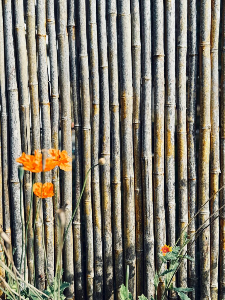竹柵の前に柵オレンジの小さい花