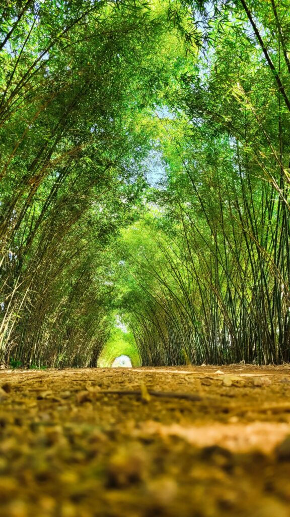 竹林の中の道を足元の視線から撮った写真