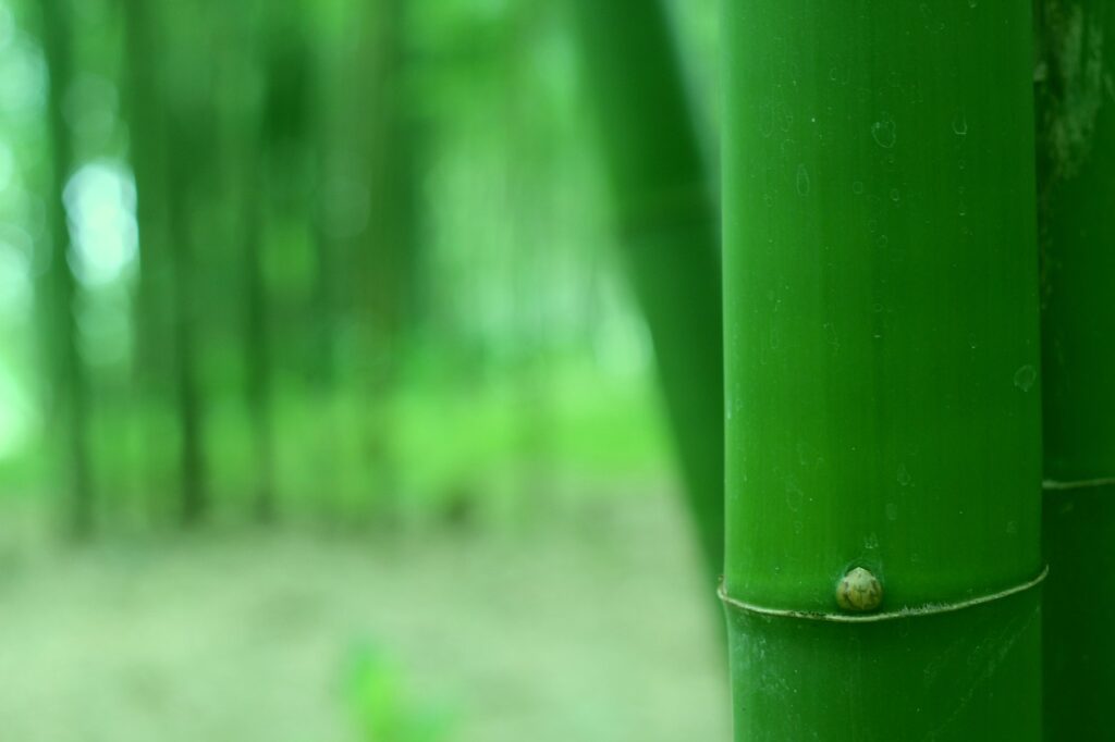 きれいな緑の竹が背景のぼかしにとてもきれいに映えている
