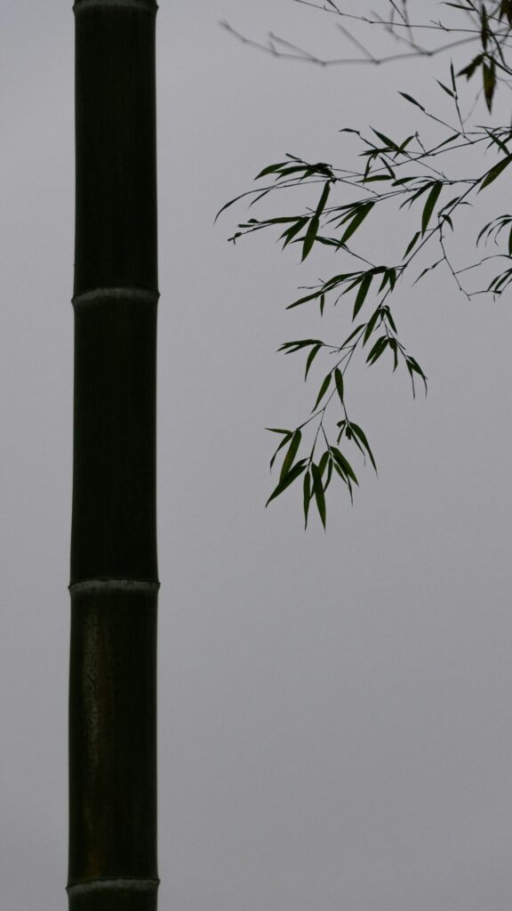 まるで水彩画のようなモノクロの竹の画像