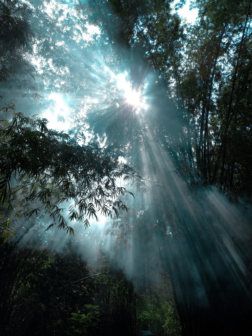 高く伸びた竹林の隙間から太陽の光が漏れている神秘的な画像