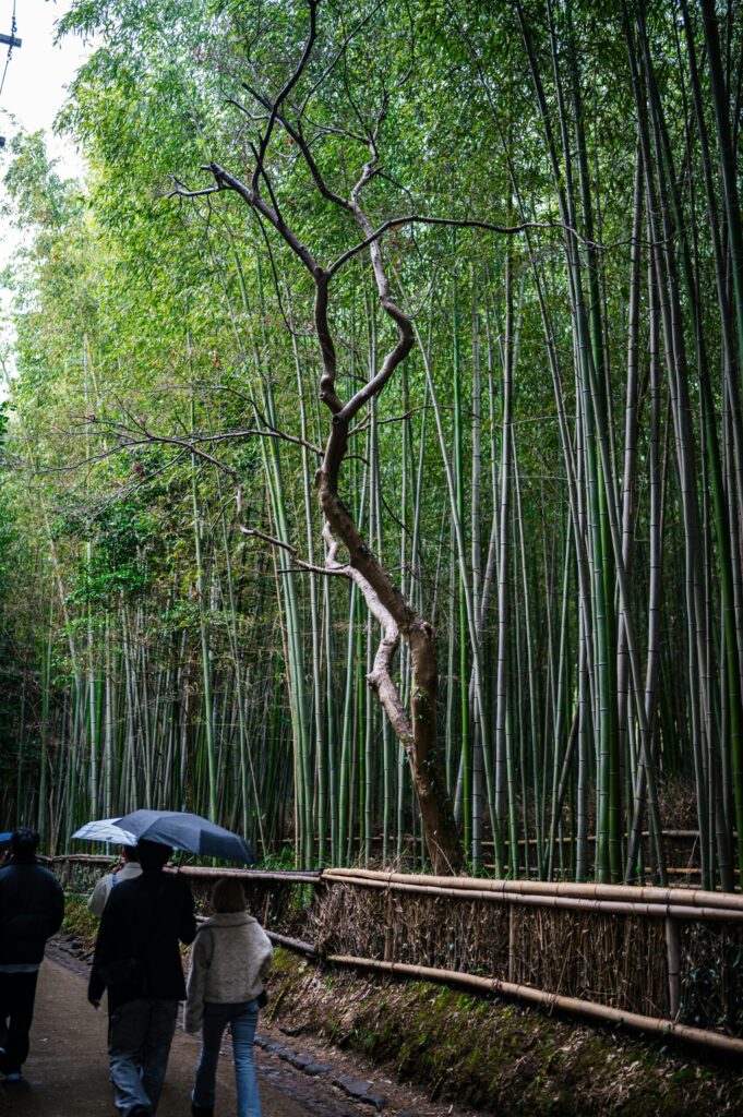 高く伸びた竹林を歩く夫婦